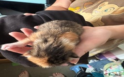 Domestic Shorthair cats for sale: 5 Domestic Shorthair Kittens - Image 25