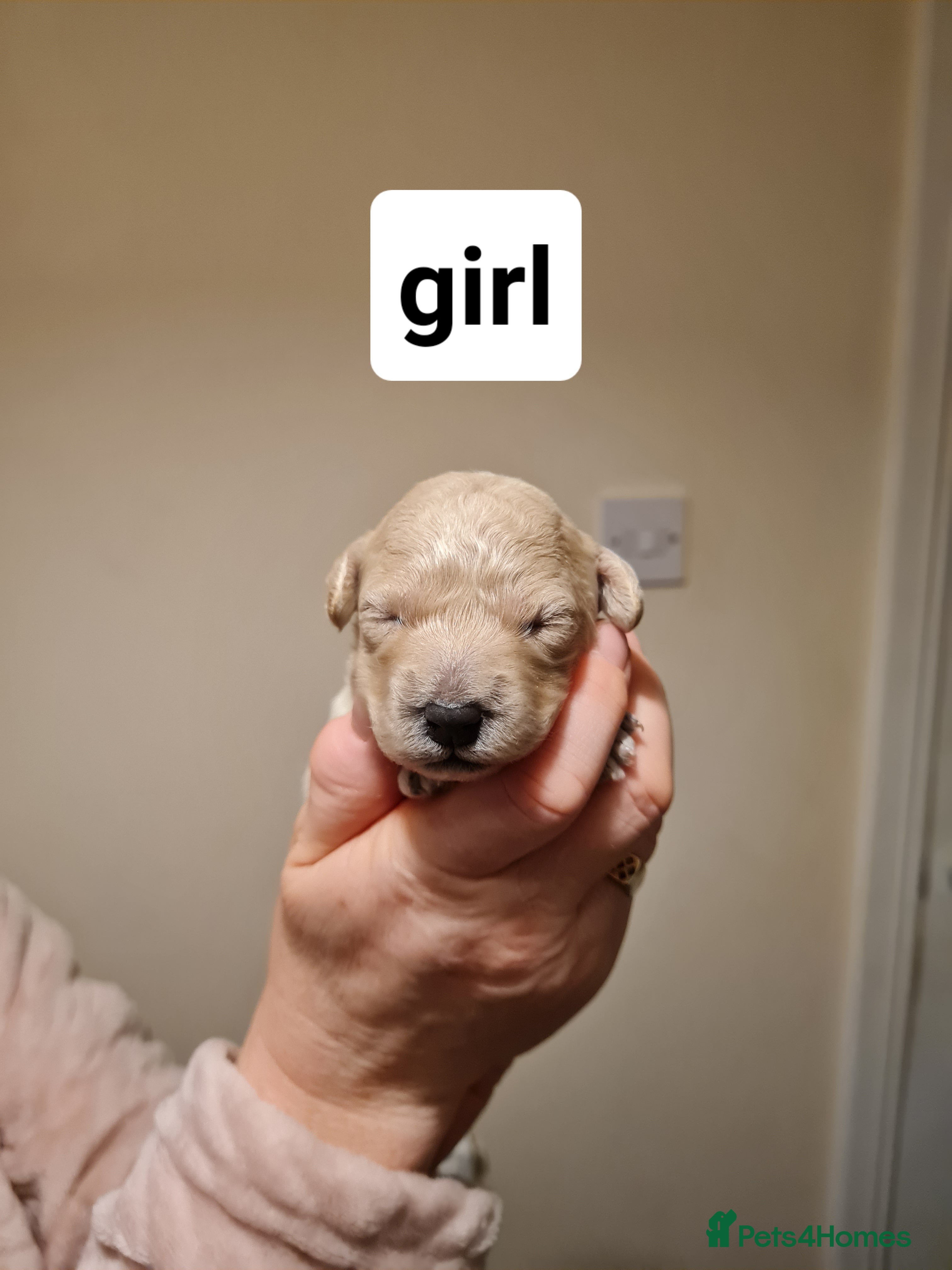 Poochon dogs 4 beautiful fluffy poochon puppies for sale - Advert 16