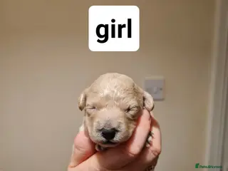 Poochon dogs 4 beautiful fluffy poochon puppies for sale - Advert 16