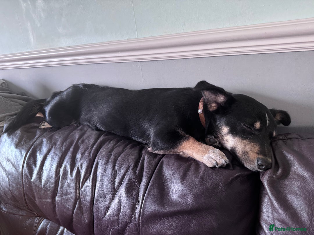 Mixed Breed dogs for adoption: Female Corgi Collie mix - Advert 3