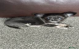 Chihuahua dogs for sale: Chihuahua teacup - Image 4
