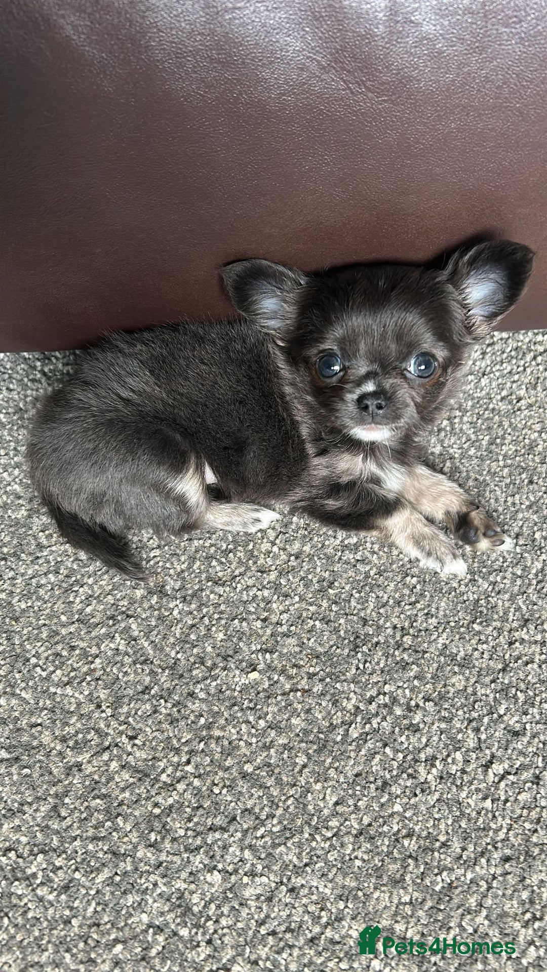 Chihuahua dogs for sale: Chihuahua teacup - Image 4