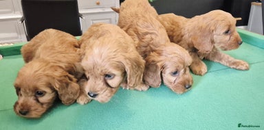 Cockapoo dogs - Advert 4