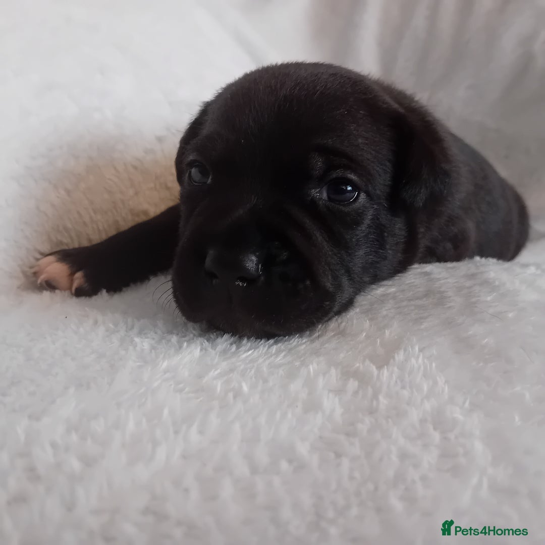 Staffordshire Bull Terrier dogs for sale: Staffordshire bull terrier pups  - Advert 7