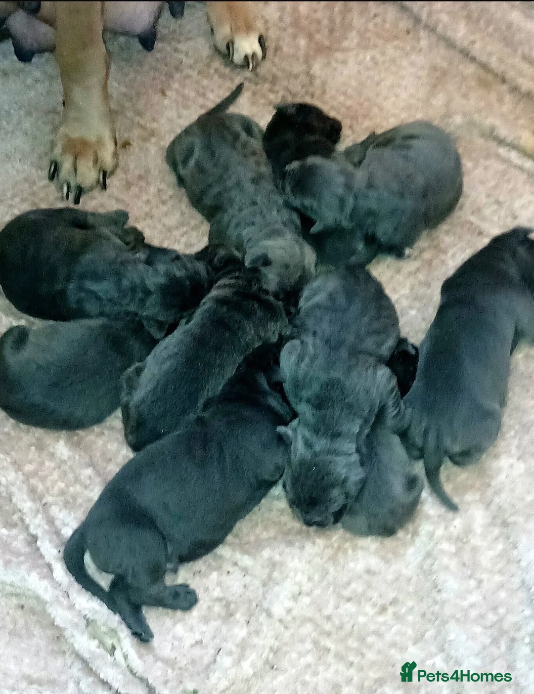 Cane Corso dogs for sale: BEAUTIFUL CANE CORSO PUPPIES – ICCF REGISTERED 🐾 - Advert 22