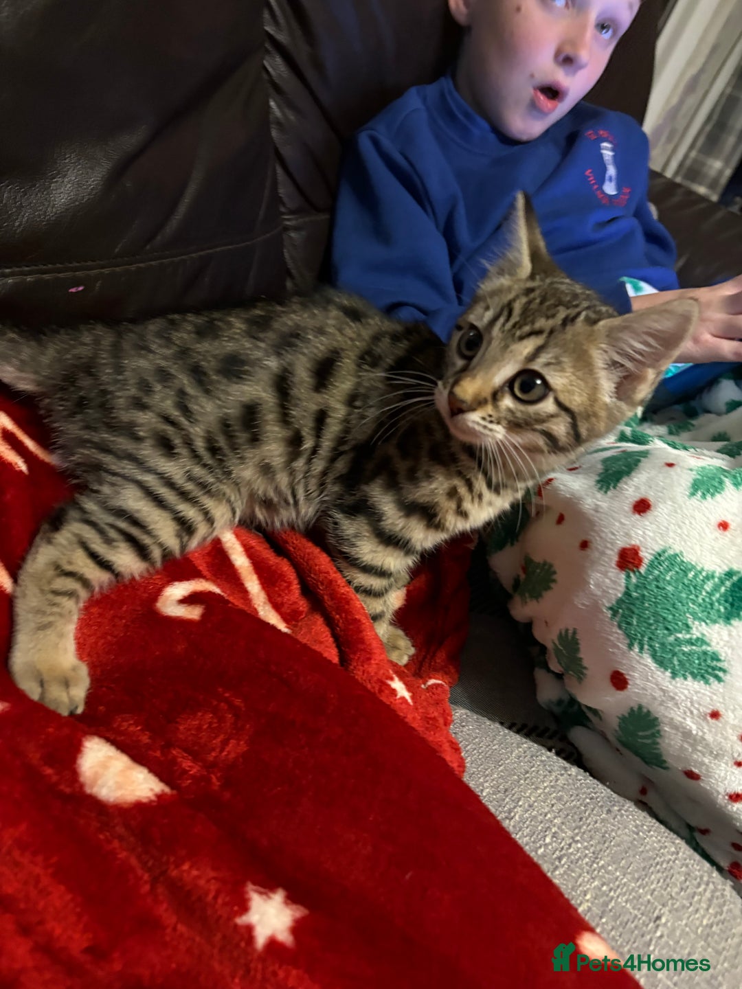 Bengal cats for sale: Beautiful bengal female ready now  - Advert 5