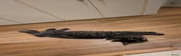 Maine Coon cats for sale: Gorgeous active female smoke silver maine coon - Advert 8