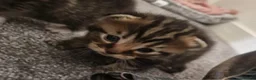 Mixed Breed cats for sale: Maine coon cross Persian  - Advert 5