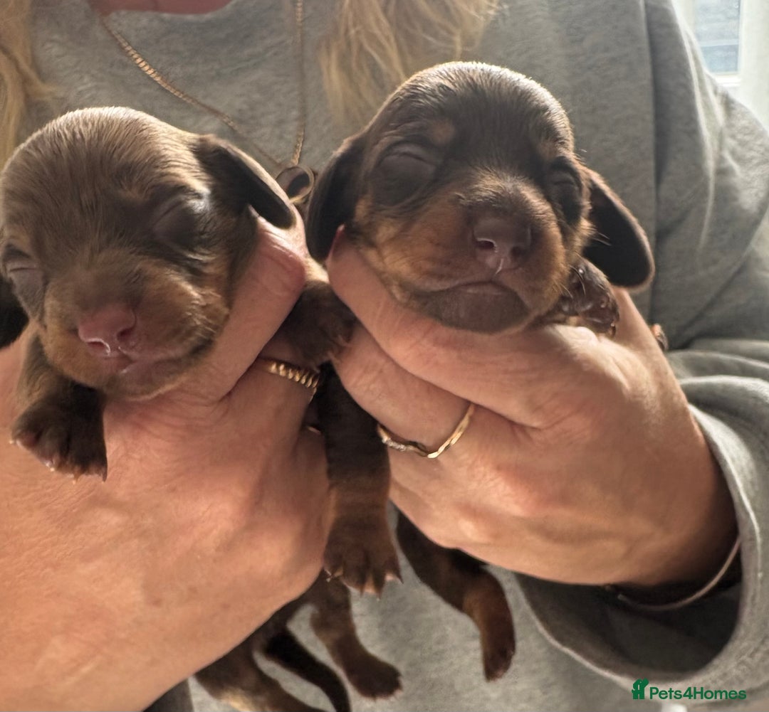 Miniature Dachshund dogs for sale: Smooth haired miniature dachshund  - Image 6
