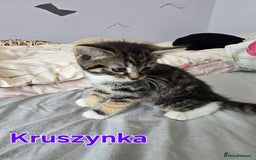 Domestic Shorthair cats for sale: Cute kittens for new home - Image 4