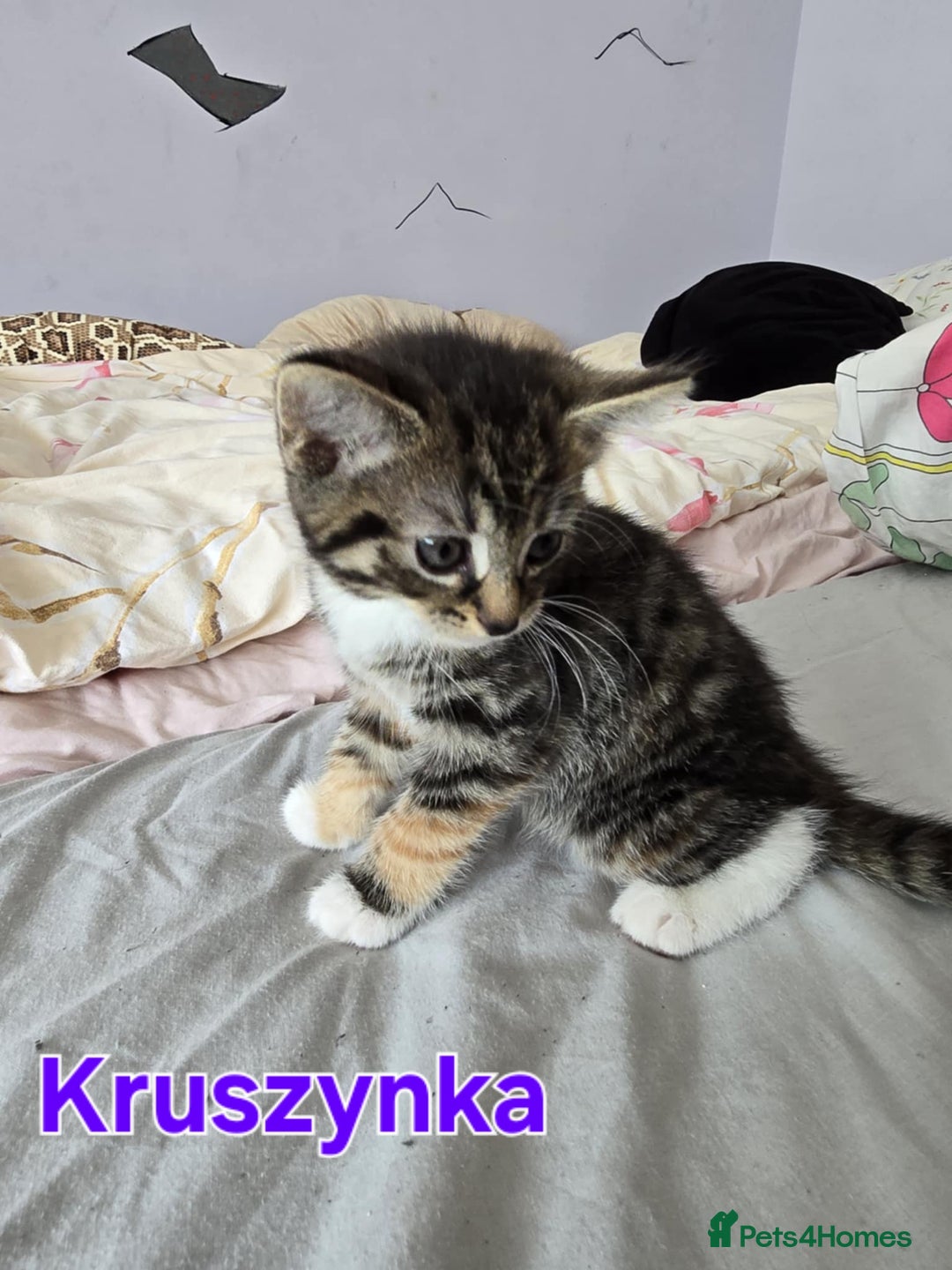Domestic Shorthair cats for sale: Cute kittens for new home - Image 4