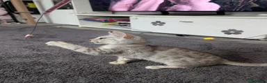 Bengal 6