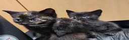 Domestic Shorthair cats for sale: 5 Beautiful female kittens for sale  - Advert 6