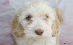 Cockapoo dogs for sale: Most Beautiful Cockerpoo s - Image 12