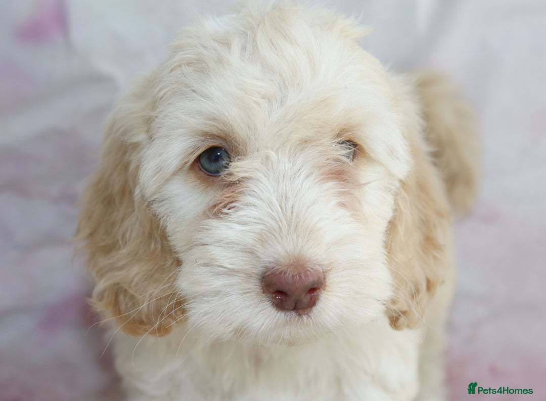 Cockapoo dogs for sale: Most Beautiful Cockerpoo s - Image 12