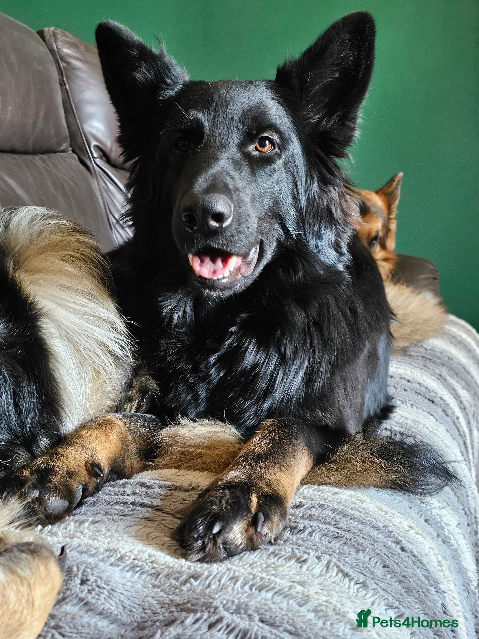 German Shepherd dogs A Healthy Litter Of 7 German Shepherds - Advert 2