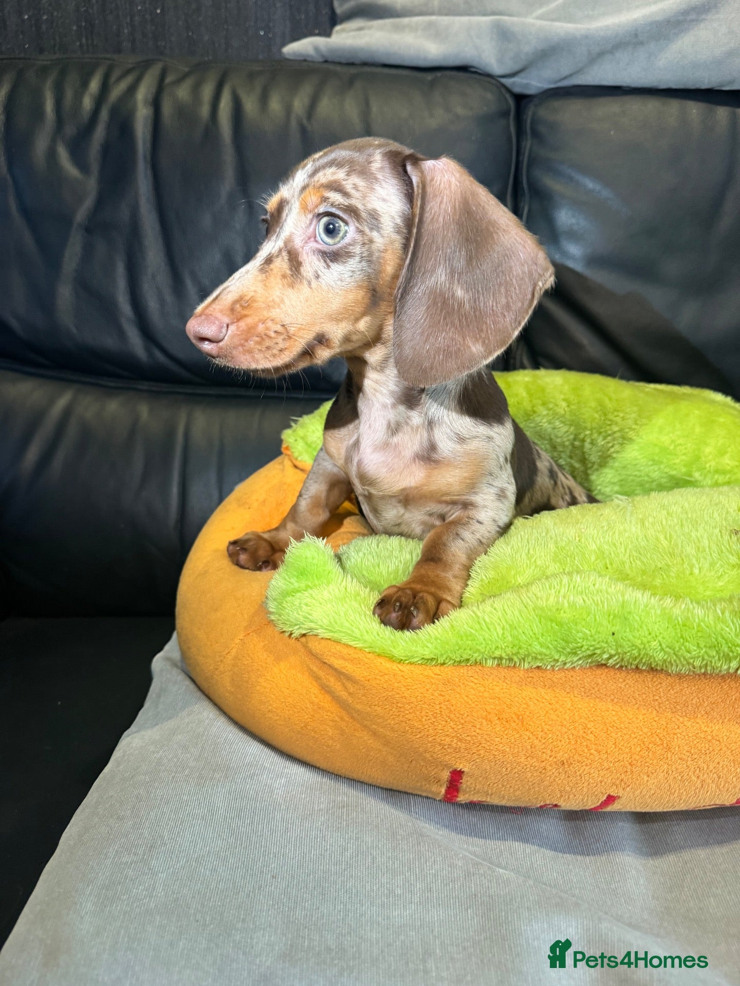 Miniature Dachshund dogs Last mini dachshund boy ready now ! - Advert 7