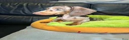 Miniature Dachshund dogs for sale: Last mini dachshund boy ready now ! in South Ockendon - Advert 1