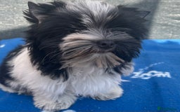 Mixed Breed dogs for sale: Biewer Terrier 2 boys , parents DNA tested. - Image 2
