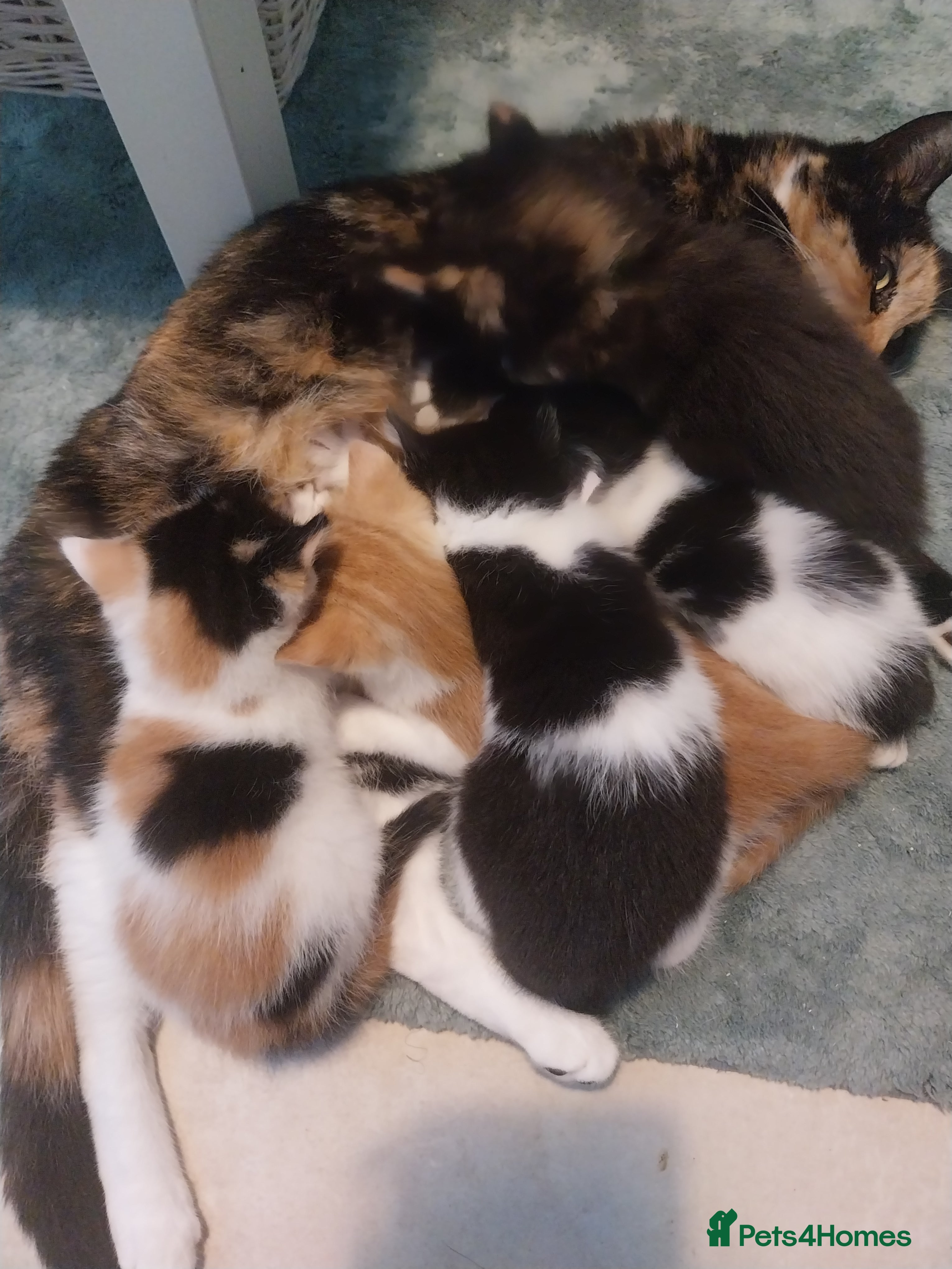 British Shorthair cats Stunning female kittens  - Advert 21