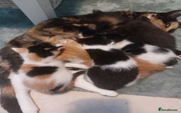 British Shorthair cats for sale: Stunning female kittens  - Image 1