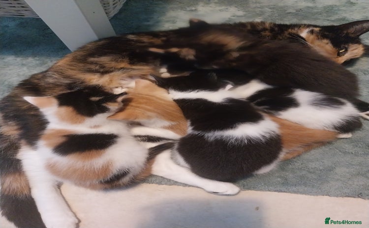 British Shorthair cats - Advert 15