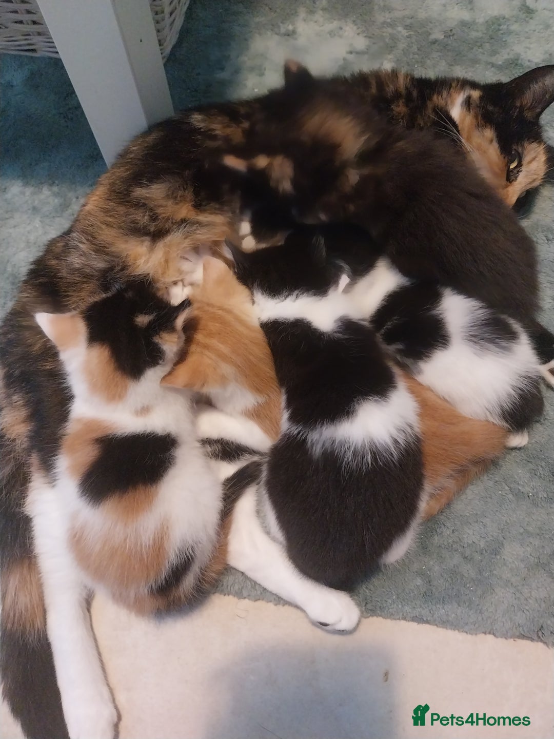 British Shorthair cats for sale: Stunning female kittens  - Image 1