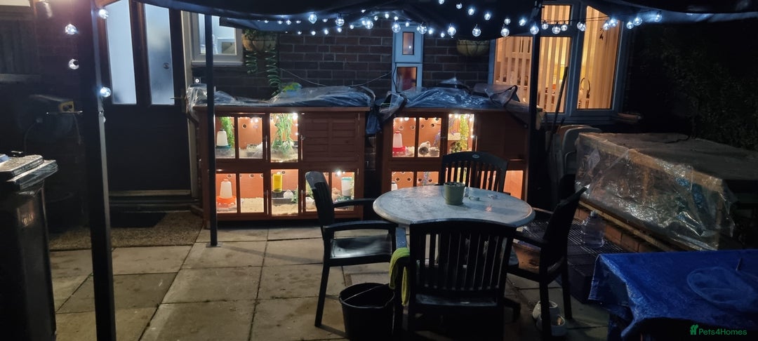 Quail poultry for sale: Coturnix quail three week old (not sexed)  - Image 25