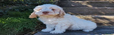 Cockapoo Puppy 3