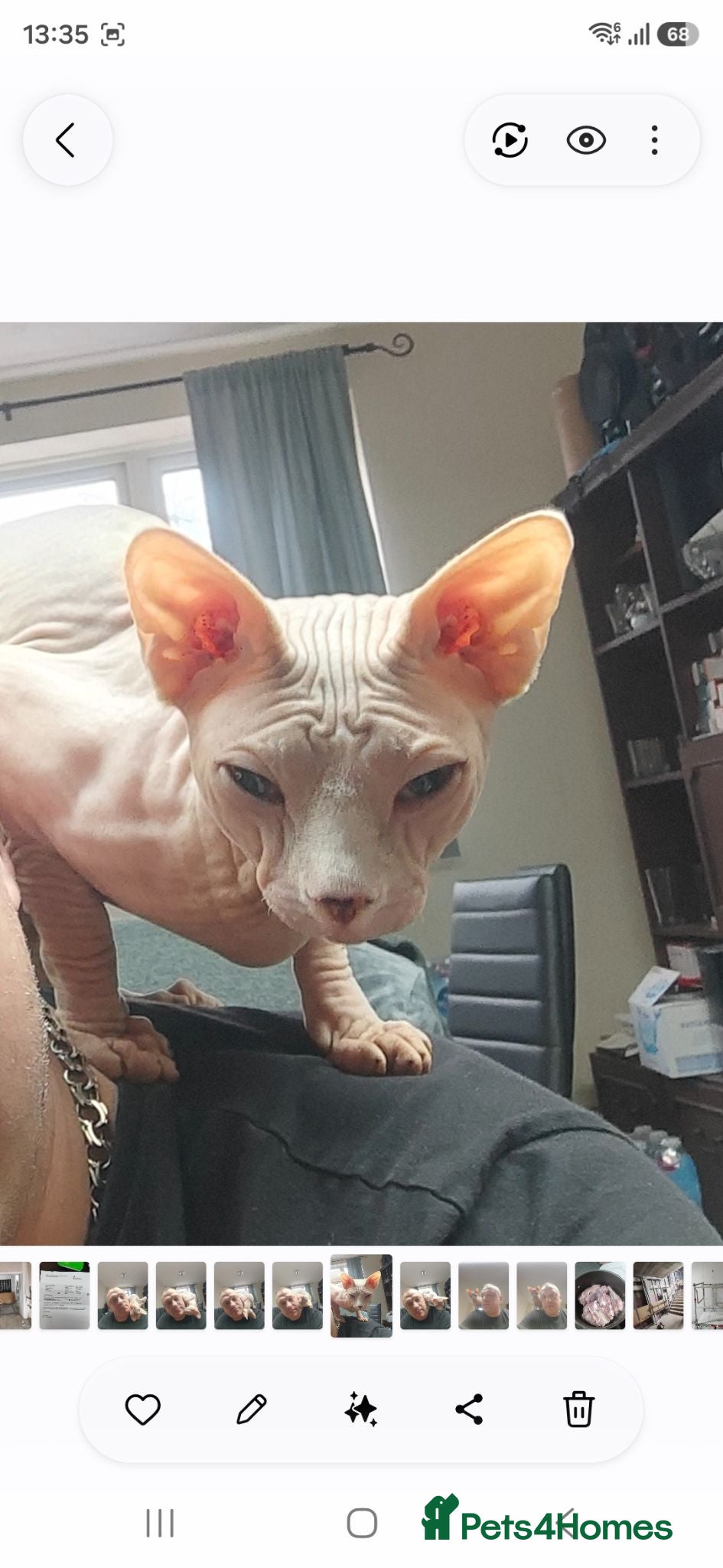Sphynx cats Sphynx Stud Available for Mating - Advert 4