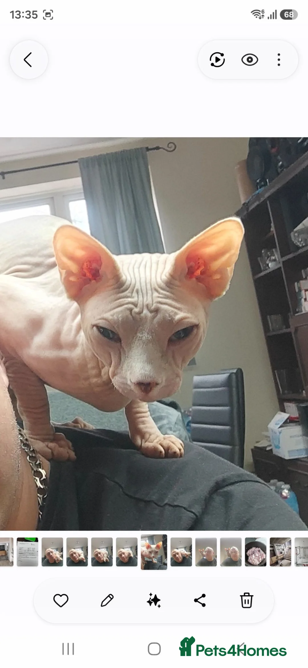 Sphynx cats for stud: Sphynx Stud Available for Mating - Advert 1