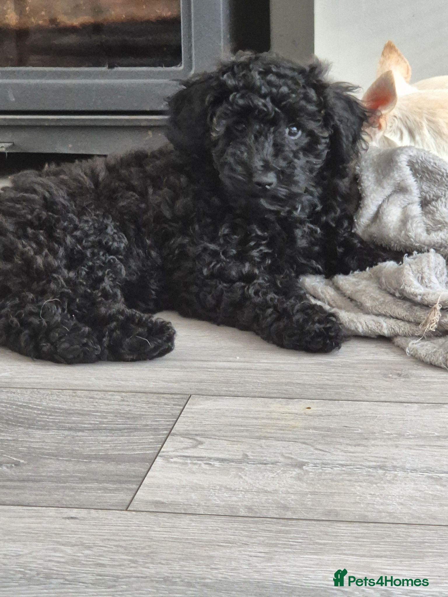 Miniature Poodle dogs Ready now! Only 1 beautiful girl left - Advert 1