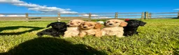 Cockapoo dogs for sale: 5 Gorgeous Cockapoo puppies for sale - Advert 3