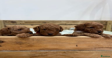 Cockapoo dogs - Advert 9
