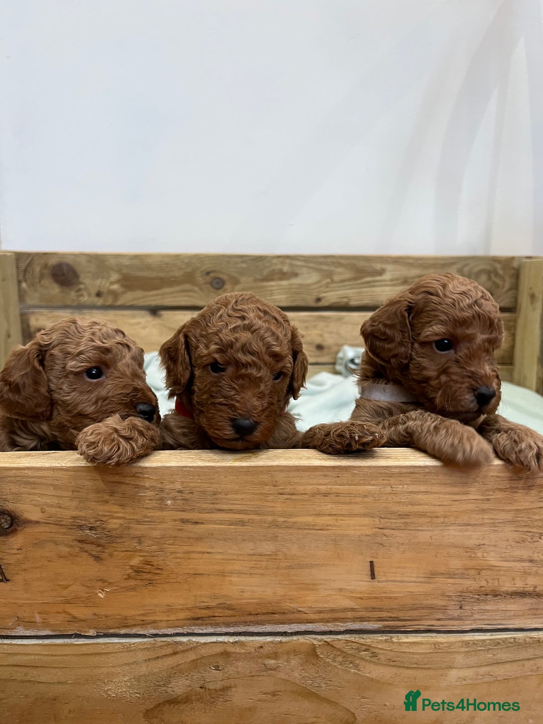 Cockapoo dogs for sale: Fox red cockapoo's - Image 2