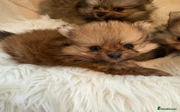 Pomeranian dogs for sale: Amazing KC pom puppies. Really tiny  - Advert 6