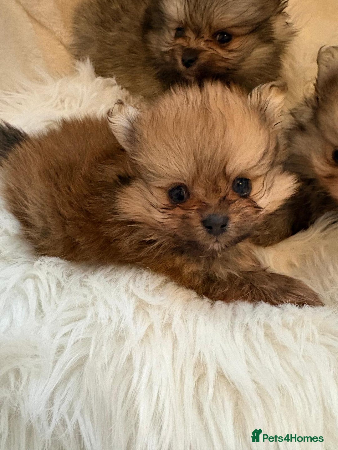 Pomeranian dogs for sale: Amazing KC pom puppies. Really tiny  - Advert 6