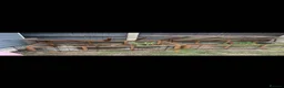 Tortoise reptiles for sale: Tortoises  - Advert 2