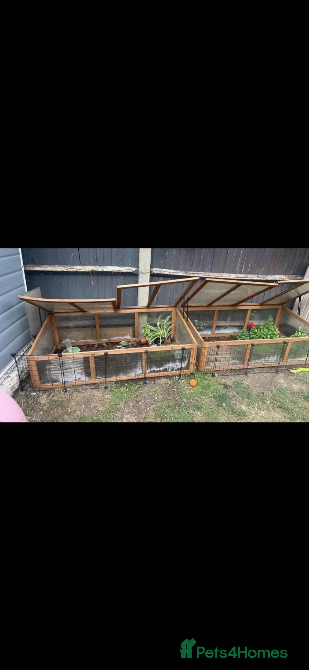 Tortoise reptiles for sale: Tortoises  - Advert 2