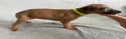 Whippet dogs for sale: 🐾 Beautiful Whippet Puppies – Boys & Girls - Advert 15