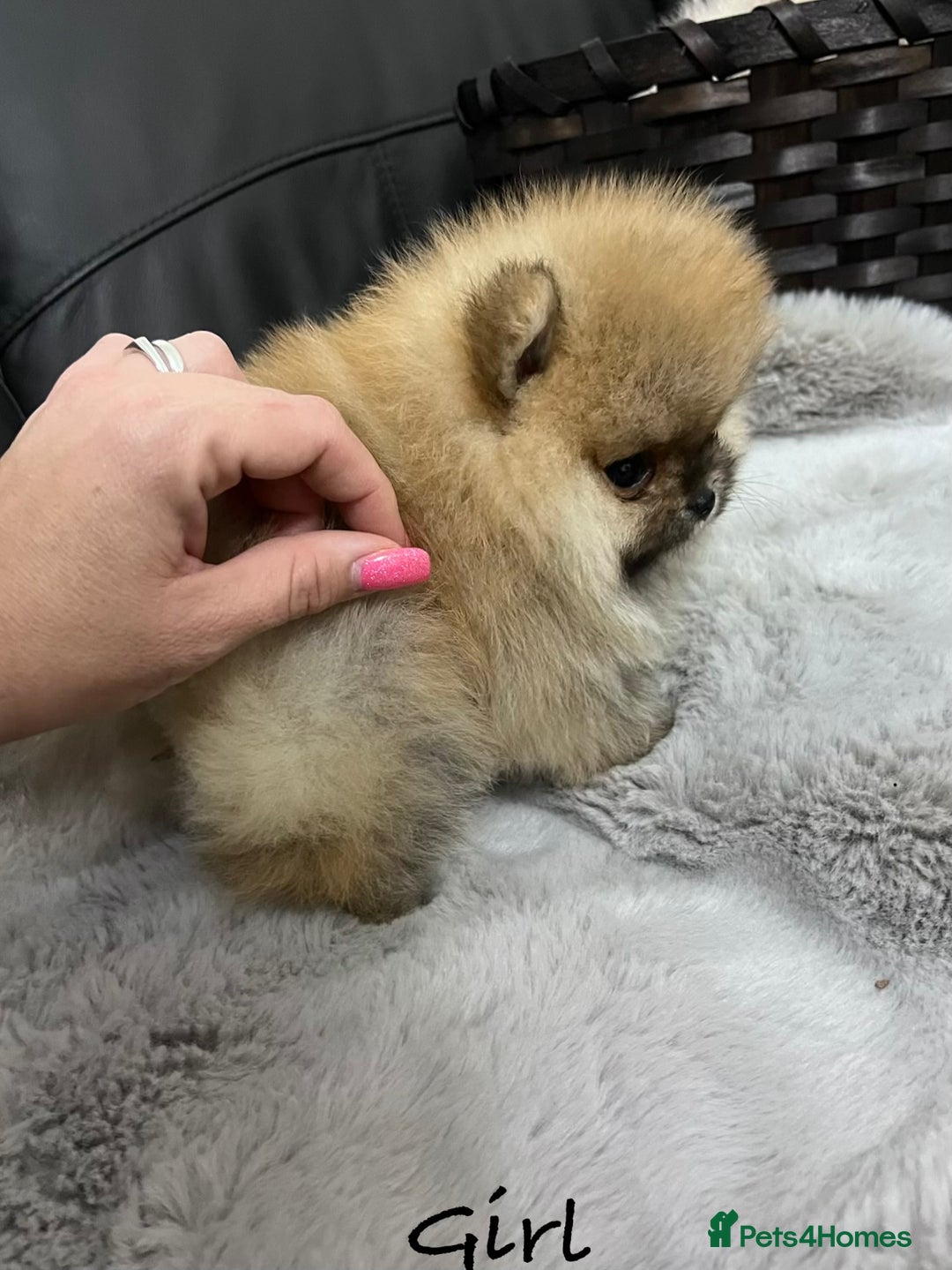 Pomeranian dogs for sale: 🔥Stunning 🐻Real Teddy Face🏆Quality  - Advert 16