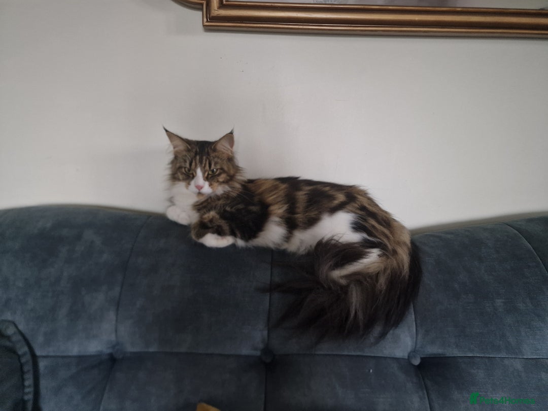 Maine Coon cats for sale: DNA TESTED 100% MAINE COON KITTENS  - Image 4