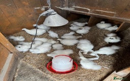 Chickens poultry for sale: Mixed silkie bantam chicks - Image 1
