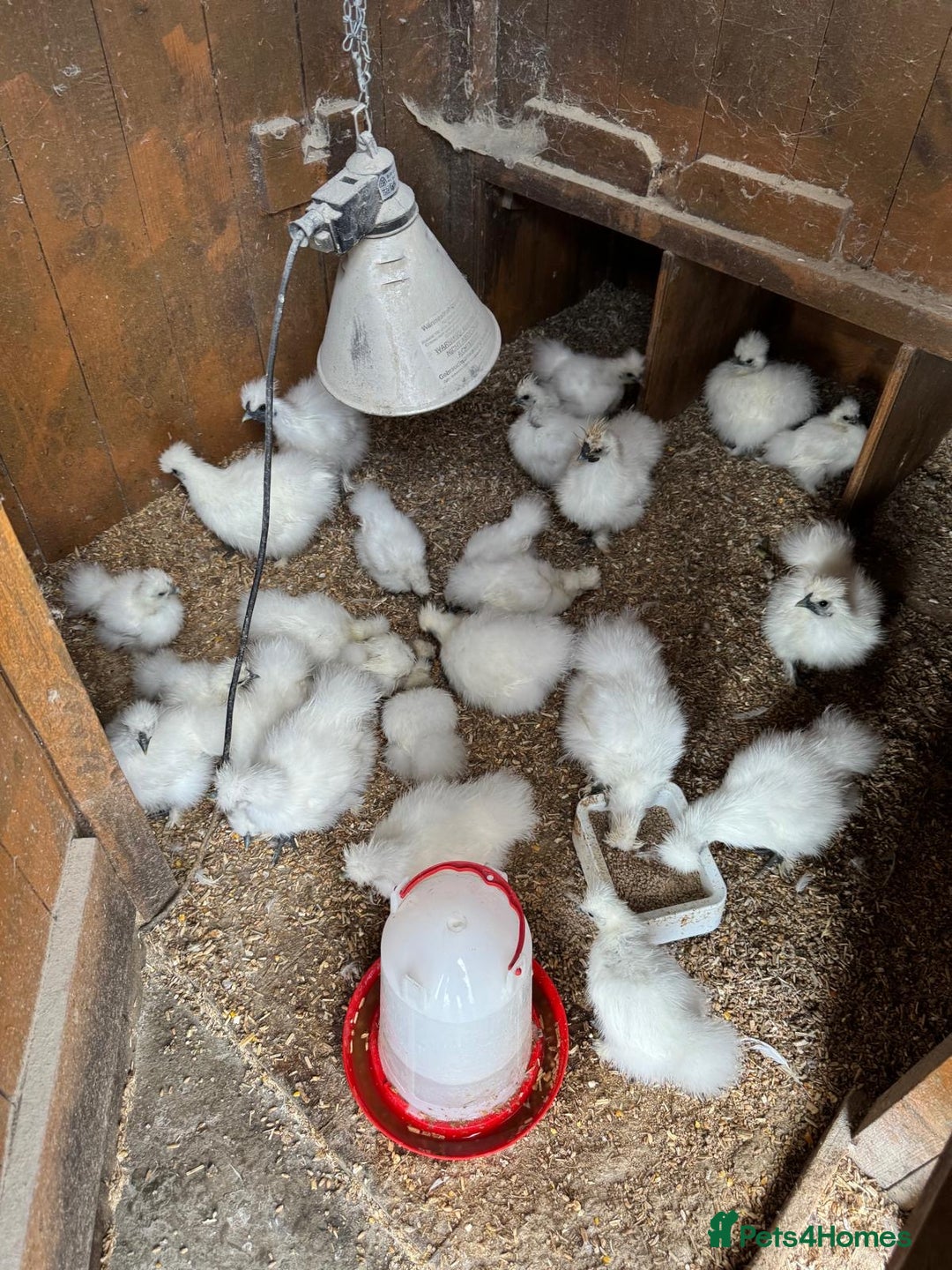 Chickens poultry for sale: Mixed silkie bantam chicks - Image 1
