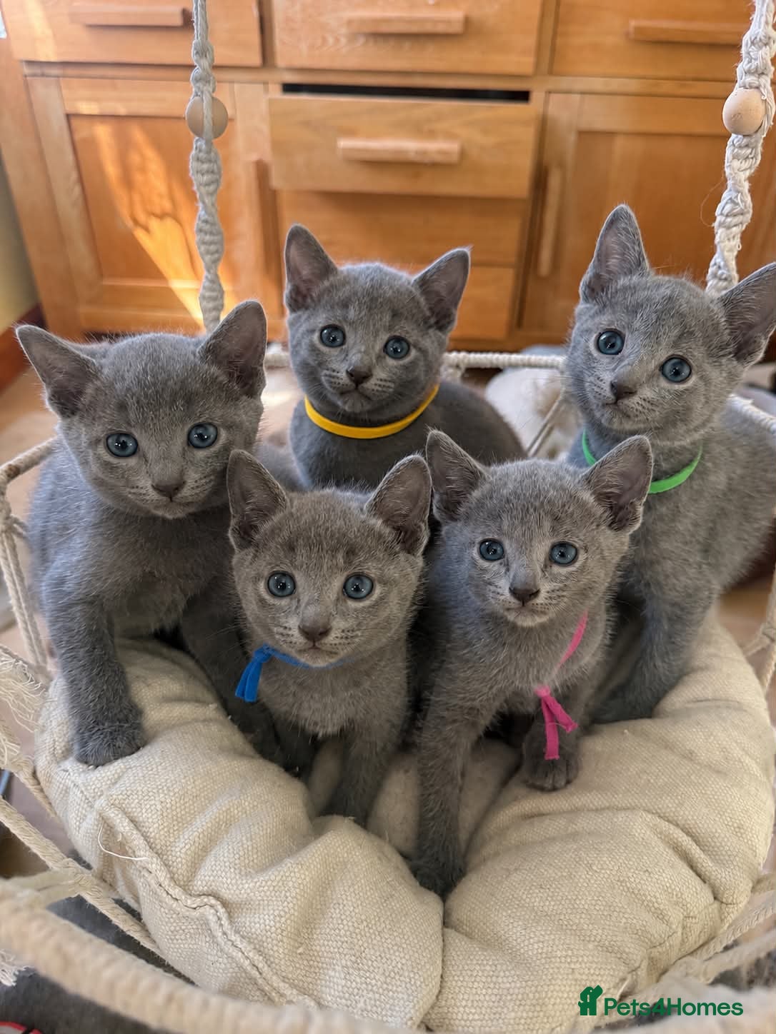 Russian Blue cats TICA REGISTERED Pure Breed Russian Blue Kittens - Advert 1