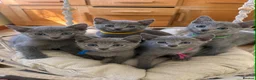 Russian Blue cats for sale: TICA REGISTERED Pure Breed Russian Blue Kittens - Advert 1