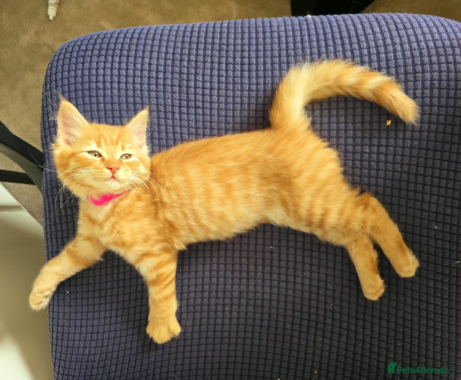 Mixed Breed cats Beautiful Fluffy Orange Kitten - Advert 1