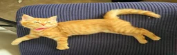 Mixed Breed cats for sale: Beautiful Fluffy Orange Kitten - Advert 1