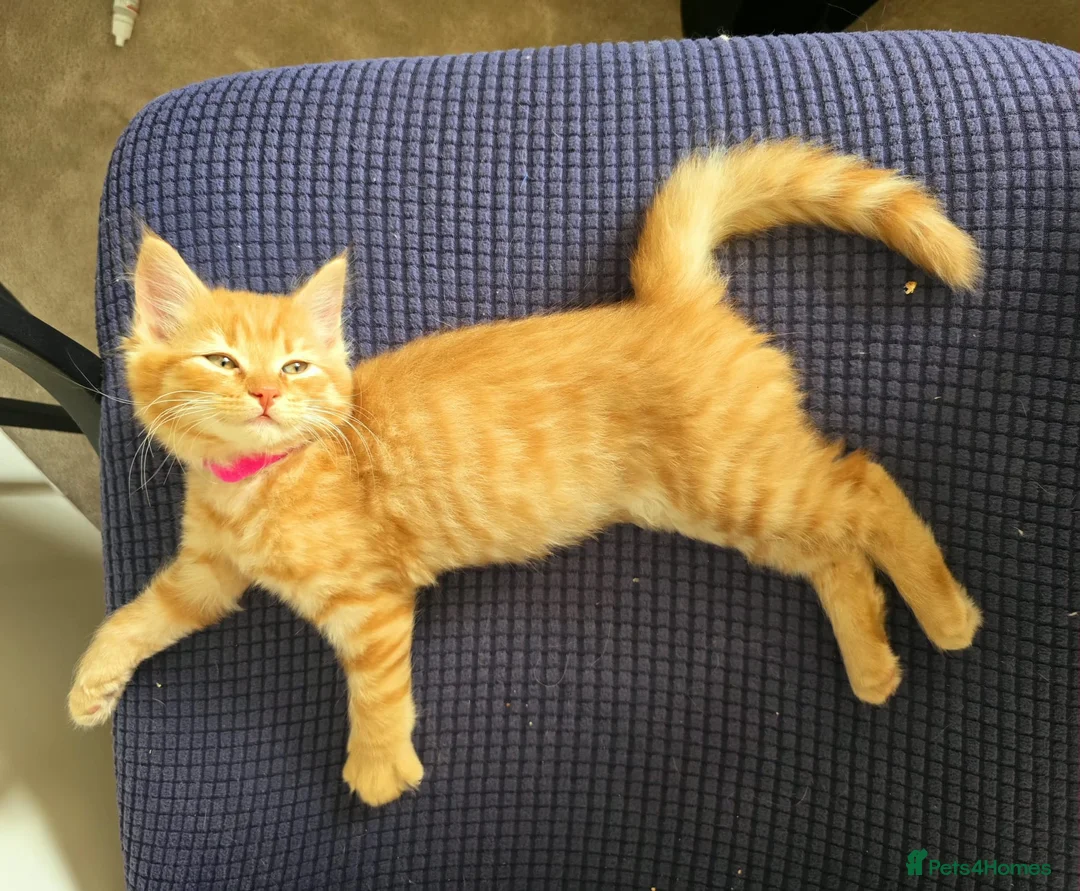 Mixed Breed cats for sale: Beautiful Fluffy Orange Kitten - Advert 1