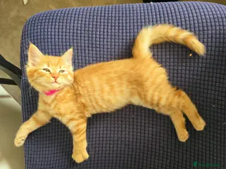Mixed Breed cats Beautiful Fluffy Orange Kitten - Advert 4